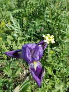 Flower Plant Nature
