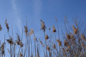 Stake Tube Giant Reed Blue Sky