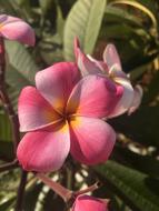 Flower Nature Plant