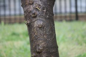 Nature Tree Outdoors