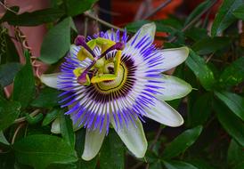one unusual flower