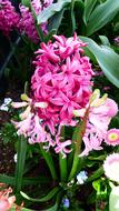 Flower Plant Garden