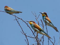 Bee-Eater Abellarol Trio