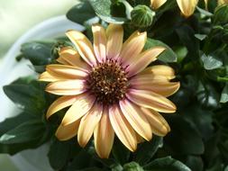 Margarite Flower Plant