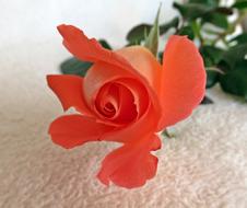 Flower Plant Petal