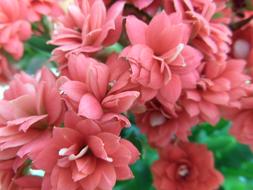 Kalanchoe Flower Plant