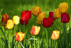 Nature Landscape Flowers