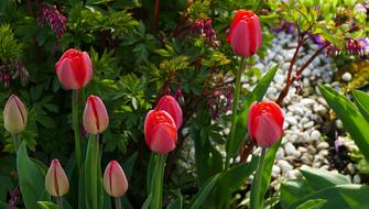 Nature Flowers Tulips