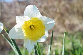 Narcissus
