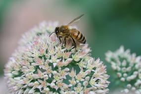 Blossom Bee Forage