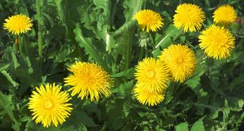Dandelion Mayflower Flowers