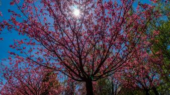 Tree Season Nature