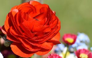 Ranunculus Flower