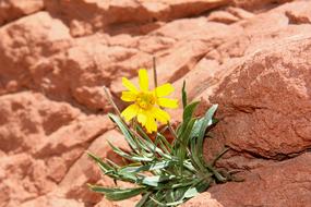 Nature Rock Flower