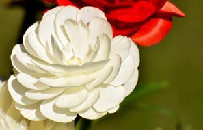Ranunculus Flower