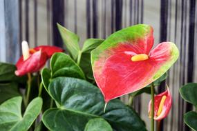 flower big red green