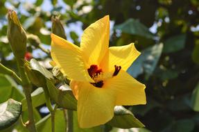 Flower Plant Nature