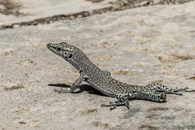 the lizard walks big