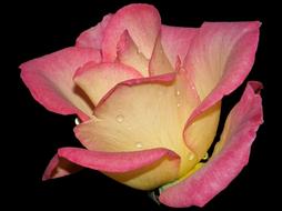 rose bud in the dark