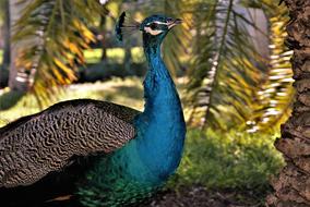 Nature Bird Outdoors