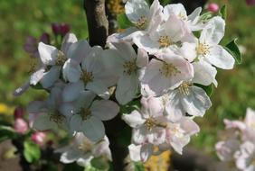 Flower Plant Nature