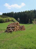 Wood Grass Tree