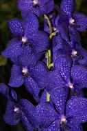 Nature Flower Flora