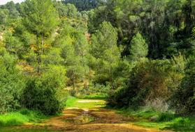 Nature Tree Landscape