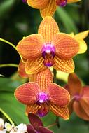 Flower Tropical Nature