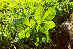 Leaf Plant Foliage