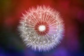 Nature Dandelion Colorful