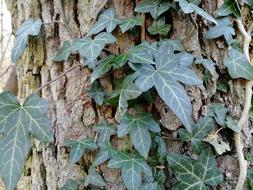 Leaf Ivy Plant