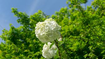 Hydrangea Nature Leaf