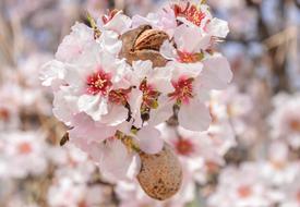 Flower Almond Branch