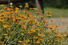 Flowers Summer Bloom