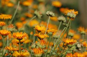 Calendula Flowers Orange