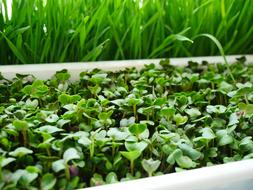 Plant Seedling Greens