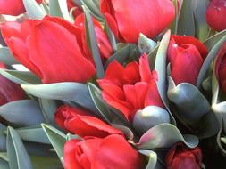Tulip Flower Arrangement Nature