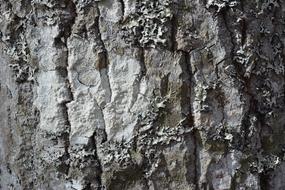 Rough Bark Pattern