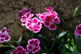 Cloves Pink Flowers