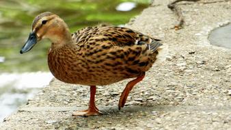 Duck Feathers Plumage