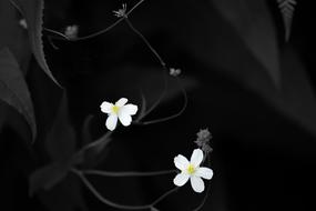 Flower Nature Macro Black And