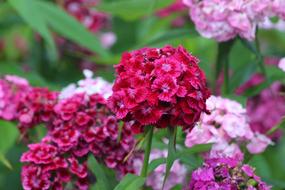 Clove Dianthus Barbatus
