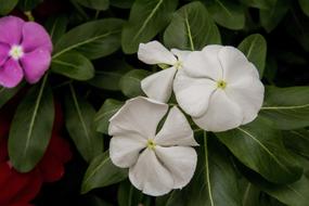 Kiss-Turkish Balsamina Peck