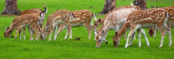 deer are small grass