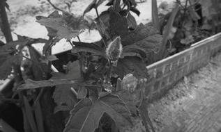 Black And White photo of Garden plants at winter