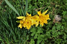 Snowflake Spring Beetle
