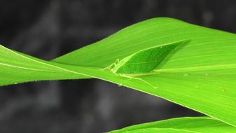 Grillo Sheet Plant Nature