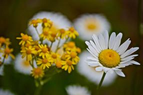 Flower Flora Nature