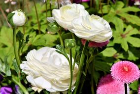 Ranunculus Flower Blossom